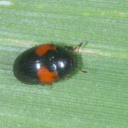 Tritoma bipustulata Fabricius, 1775