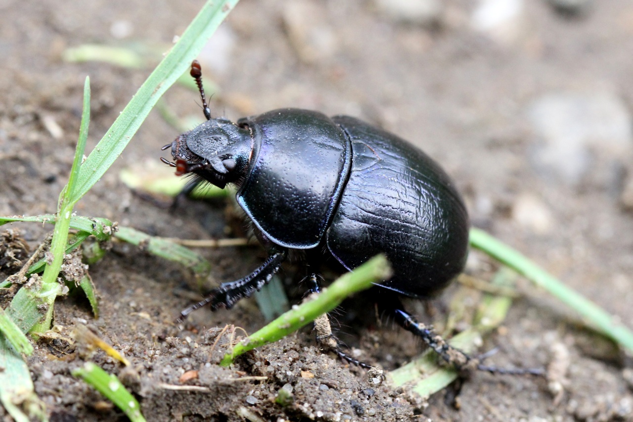 Anoplotrupes stercorosus (Hartmann in Scriba, 1791) - Géotrupe des bois