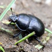 Anoplotrupes stercorosus (Hartmann in Scriba, 1791) - Géotrupe des bois