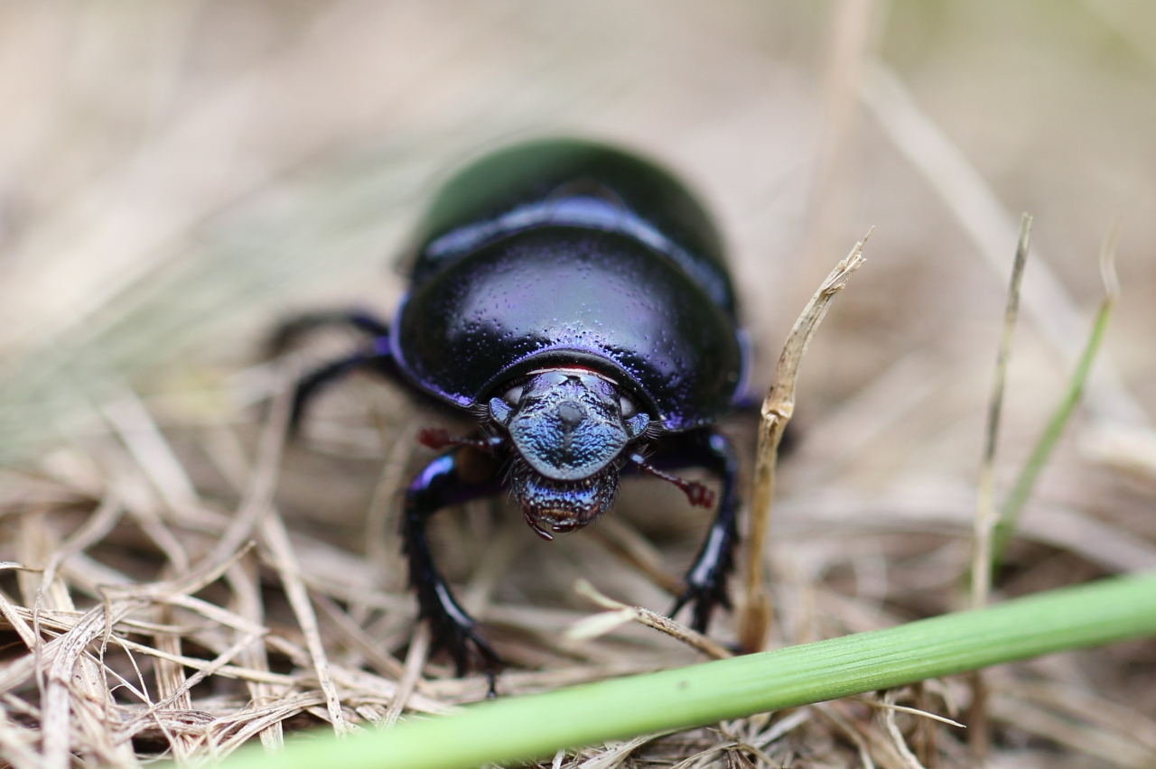 Anoplotrupes stercorosus (Hartmann in Scriba, 1791) - Géotrupe des bois