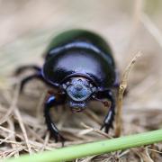 Anoplotrupes stercorosus (Hartmann in Scriba, 1791) - Géotrupe des bois