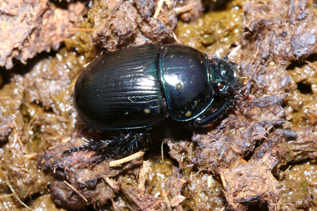 Geotrupes stercorarius (Linnaeus, 1758) - Géotrupe du fumier, Bousier