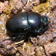 Geotrupes stercorarius (Linnaeus, 1758) - Géotrupe du fumier, Bousier