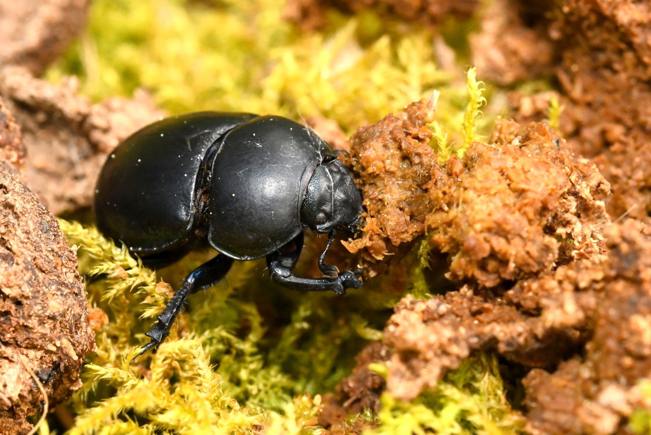 Trypocopris pyrenaeus (Charpentier, 1825) - Bousier irisé, Géotrupe des Pyrénées