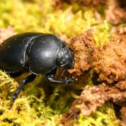 Trypocopris pyrenaeus (Charpentier, 1825) - Bousier irisé, Géotrupe des Pyrénées