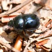 Trypocopris pyrenaeus (Charpentier, 1825) - Bousier irisé, Géotrupe des Pyrénées