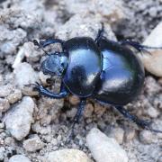 Trypocopris vernalis (Linnaeus, 1758) 