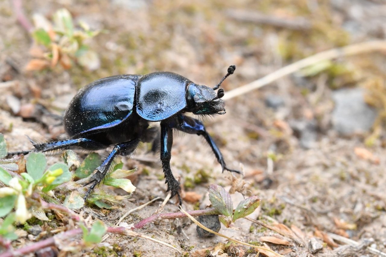 Trypocopris vernalis (Linnaeus, 1758) (femelle)