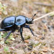 Trypocopris vernalis (Linnaeus, 1758) (femelle)