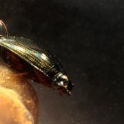 Gyrinus substriatus Stephens, 1828 - Gyrin commun