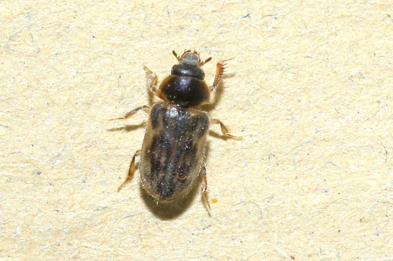 Heterocerus fenestratus (Thunberg, 1784)