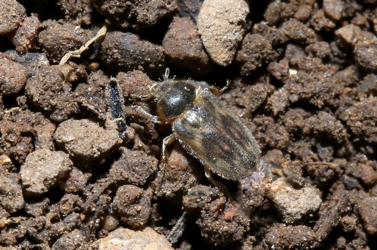 Heterocerus fenestratus (Thunberg, 1784)