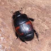 Hister quadrimaculatus Linnaeus, 1758 - Hister à quatre taches