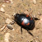 Hister quadrimaculatus Linnaeus, 1758 - Hister à quatre taches