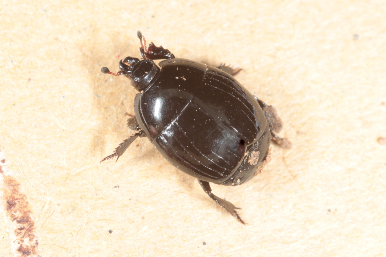 Hister unicolor unicolor Linnaeus, 1758