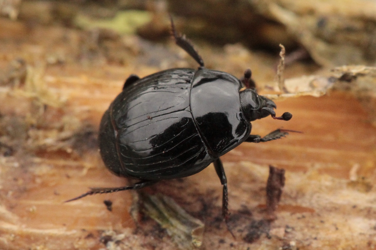 Margarinotus marginatus (Erichson, 1834)