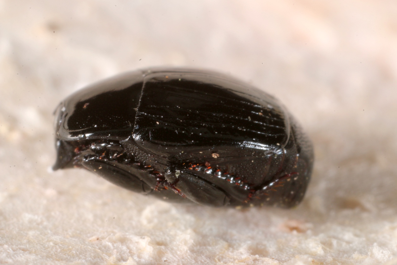 Margarinotus marginatus (Erichson, 1834)