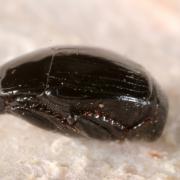 Margarinotus marginatus (Erichson, 1834)