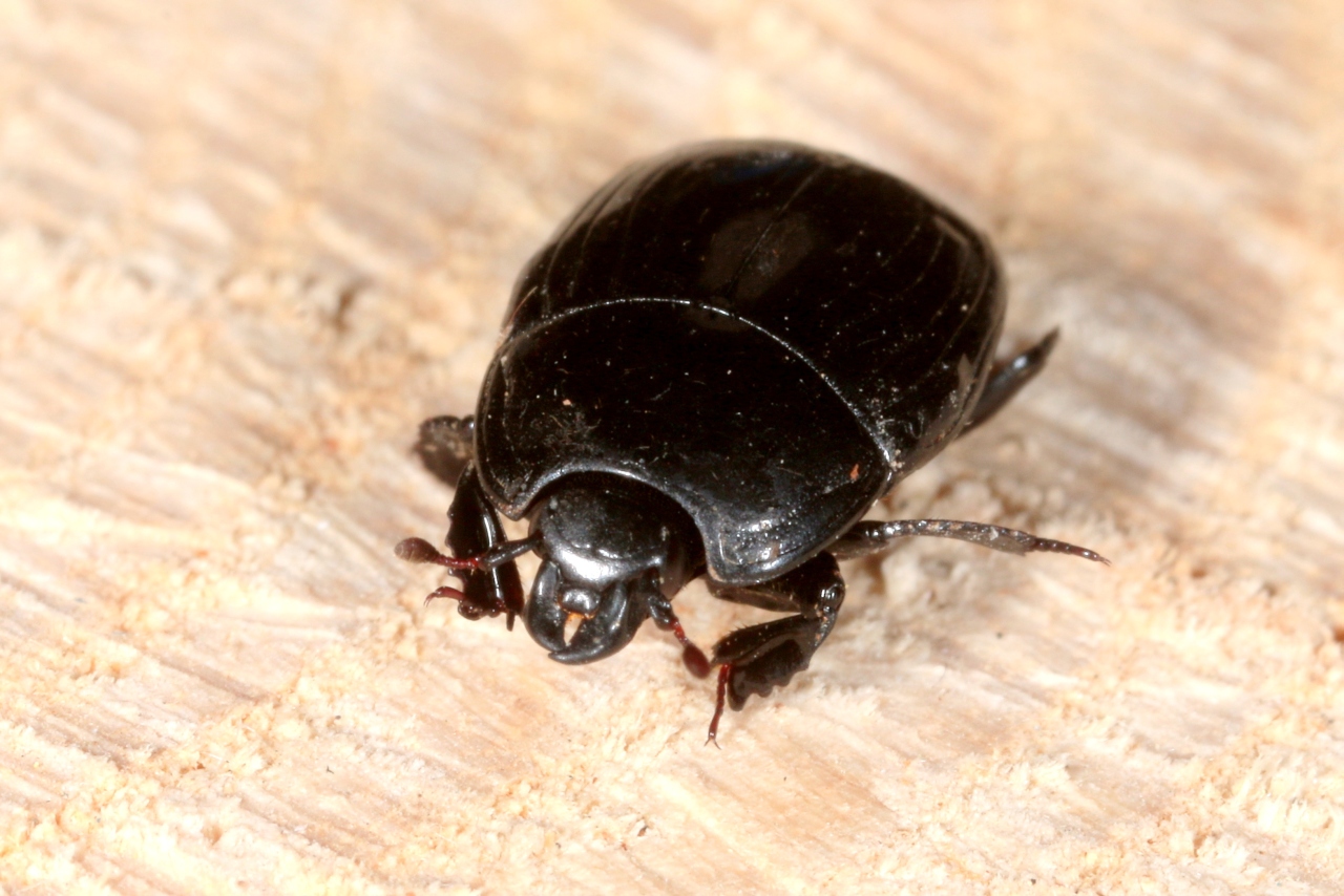 Margarinotus merdarius (Hoffmann, 1803)