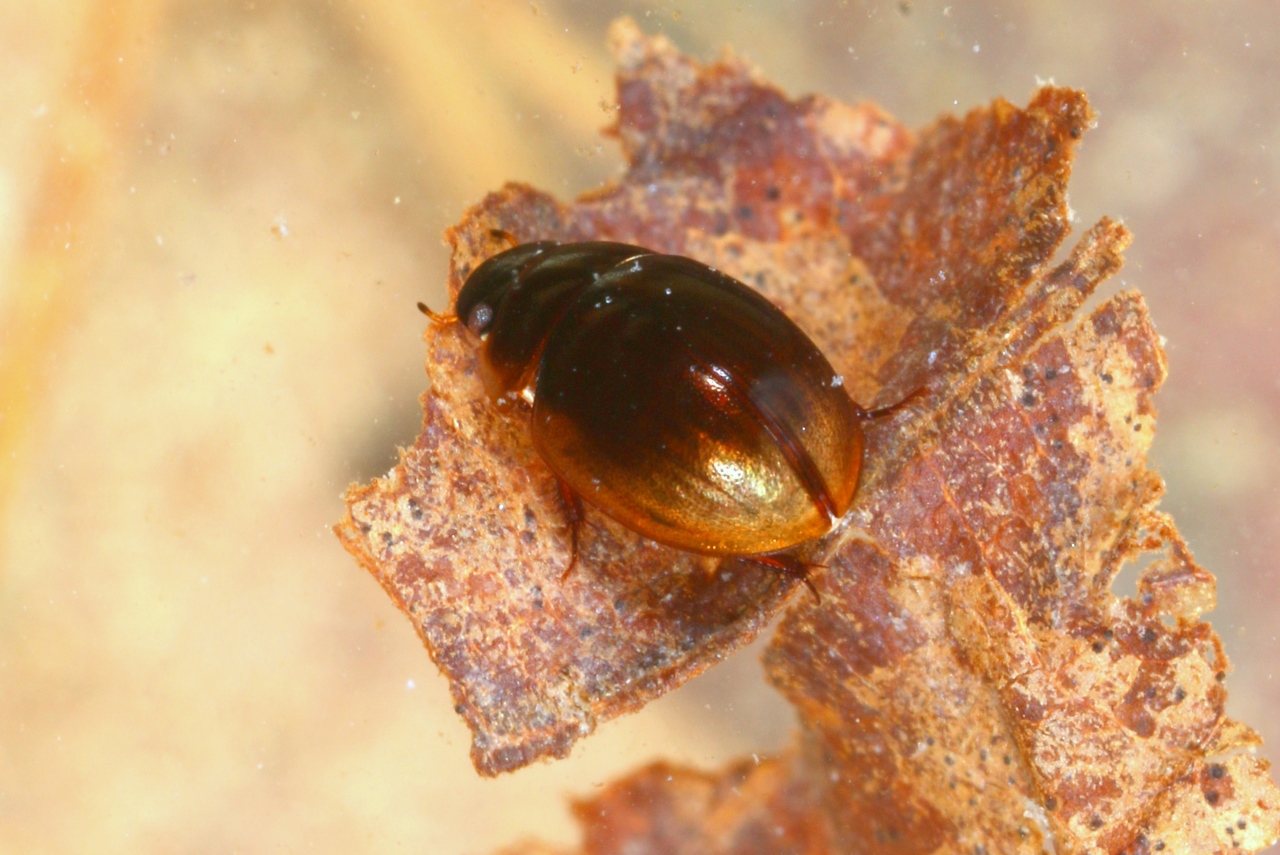 Anacaena globulus (Paykull, 1798)