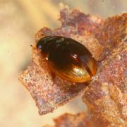 Anacaena globulus (Paykull, 1798)