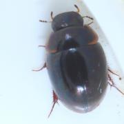 Anacaena globulus (Paykull, 1798) 