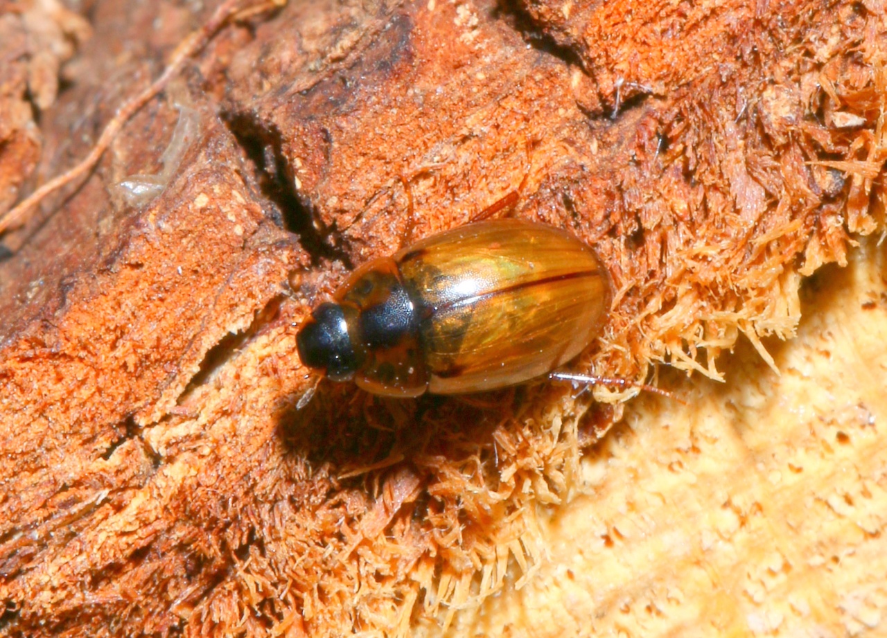 Enochrus quadripunctatus (Herbst, 1797)