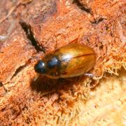 Enochrus quadripunctatus (Herbst, 1797)