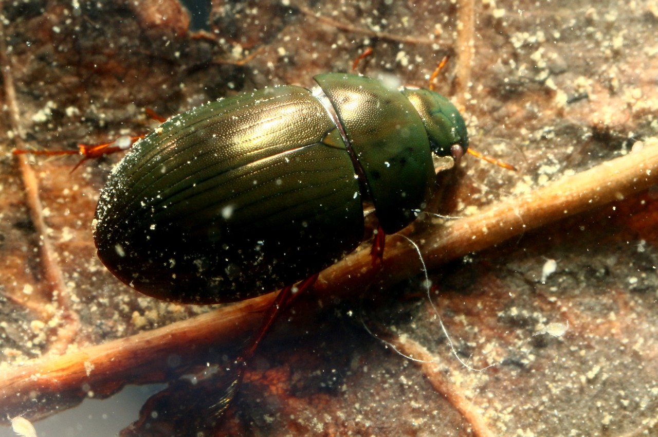 Hydrobius fuscipes (Linnaeus, 1758) - Hydrophile noir strié