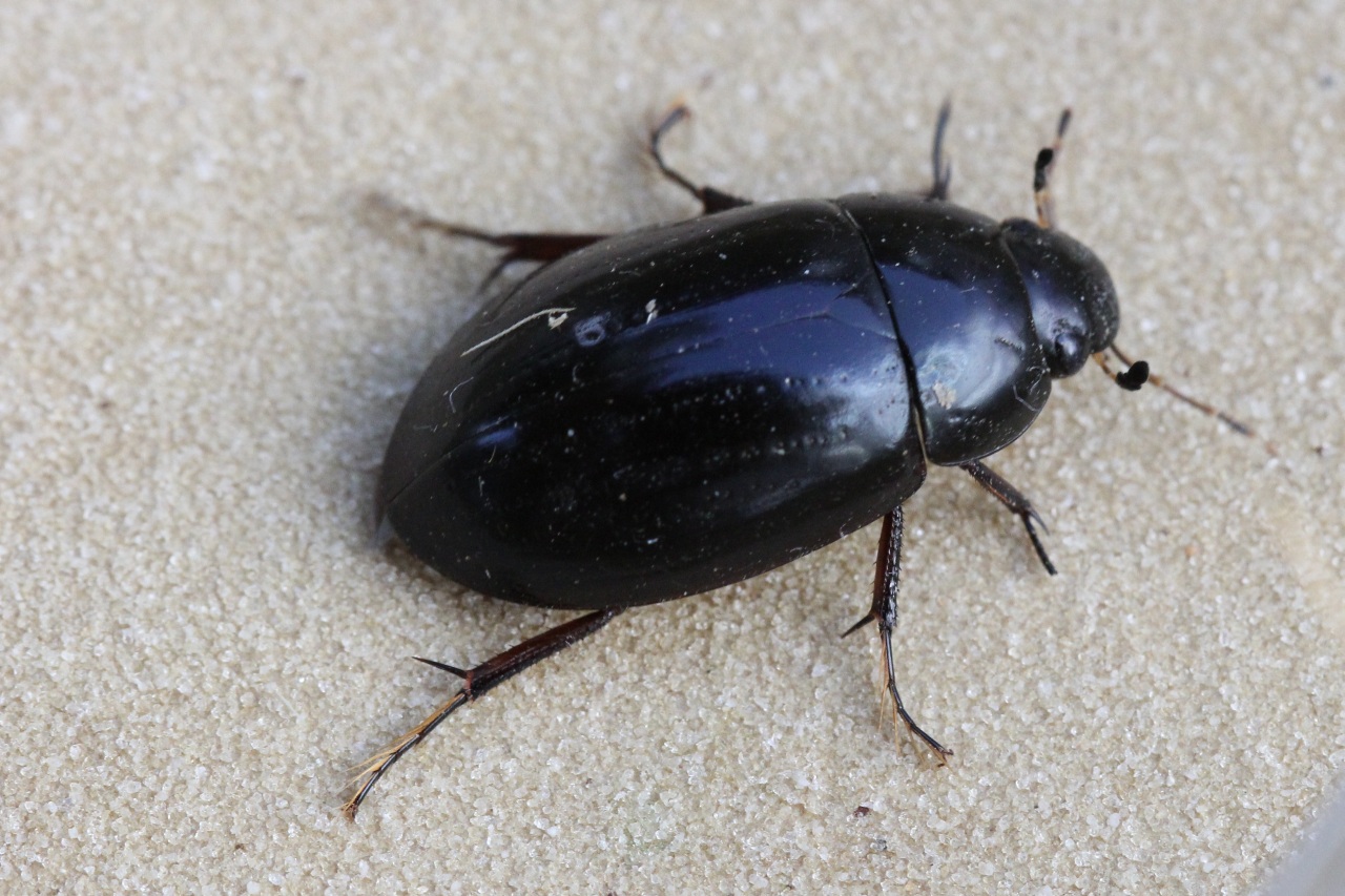 Hydrochara caraboides (Linnaeus, 1758) - Hydrophile noir picoté