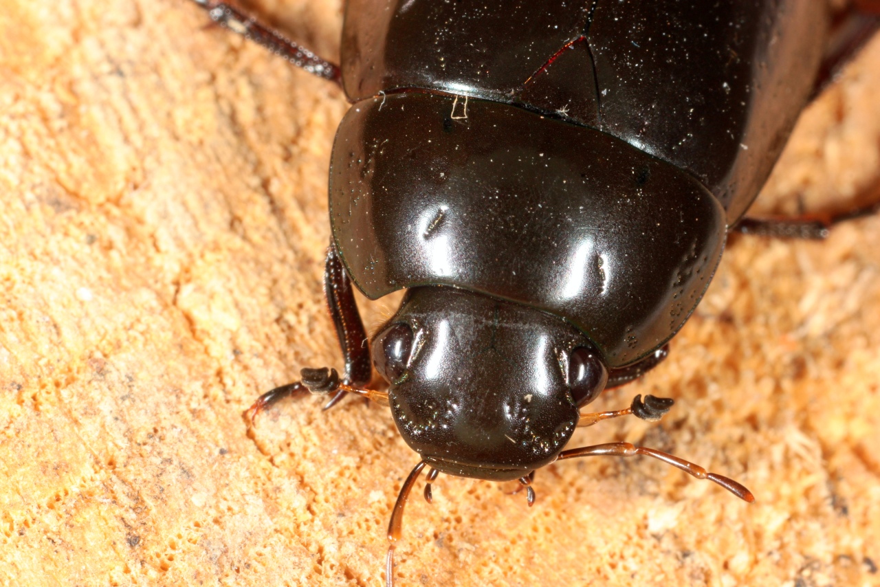 Hydrochara caraboides (Linnaeus, 1758) - Hydrophile noir picoté