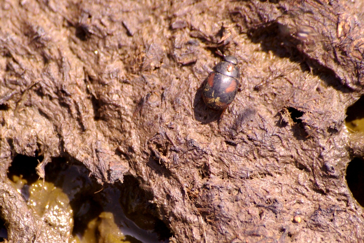 Sphaeridium scarabaeiodes (Linnaeus, 1758) - Dermeste-tortue à tâche rouge 