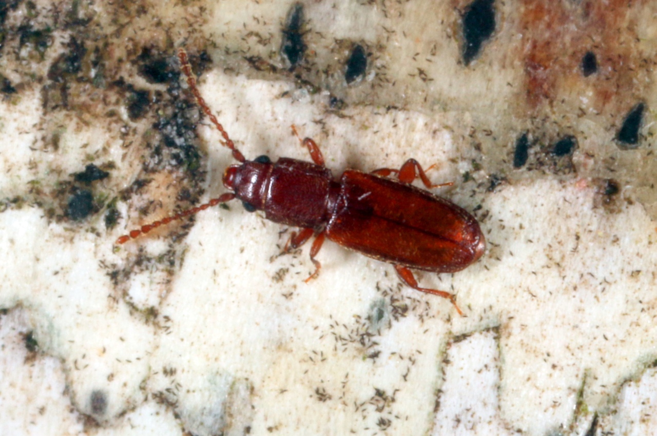 Placonotus testaceus (Fabricius, 1787)