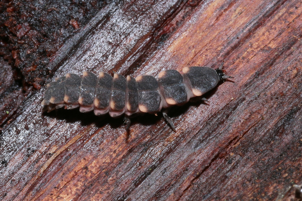 Lampyris noctiluca (Linnaeus, 1758) - Ver luisant, Lampyre (larve)