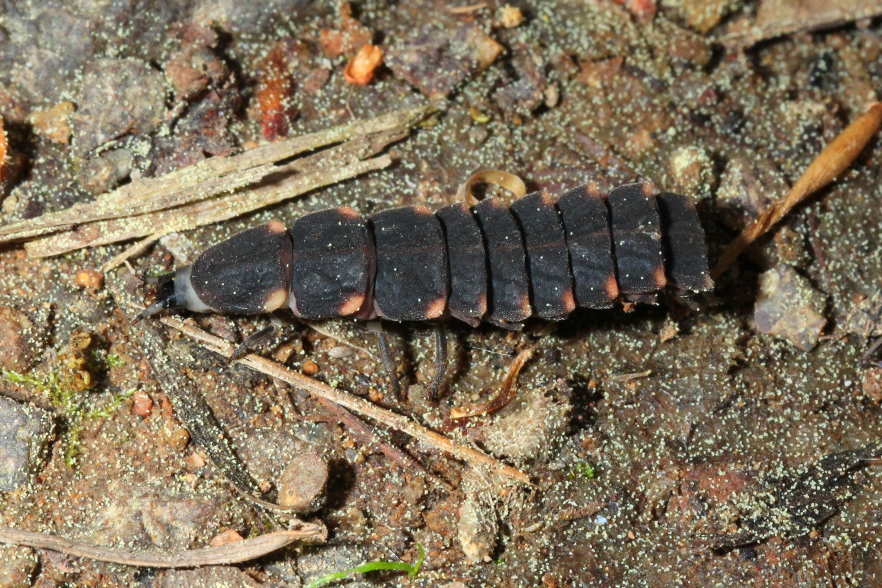 Lampyris noctiluca (Linnaeus, 1758) - Ver luisant, Lampyre (larve)