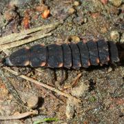 Lampyris noctiluca (Linnaeus, 1758) - Ver luisant, Lampyre (larve)