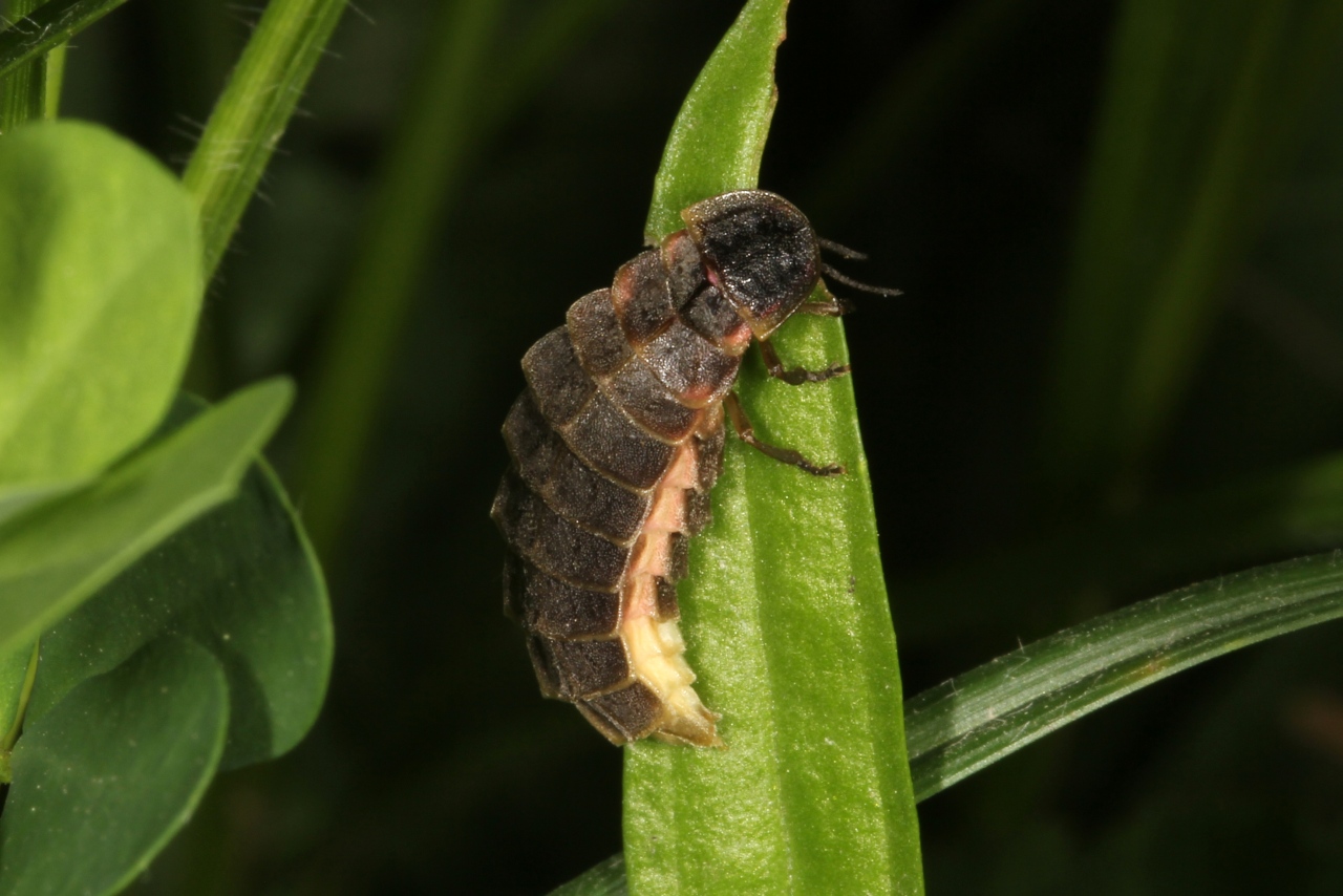 Lampyris noctiluca (Linnaeus, 1758) - Ver luisant, Lampyre (femelle)