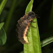 Lampyris noctiluca (Linnaeus, 1758) - Ver luisant, Lampyre (femelle)