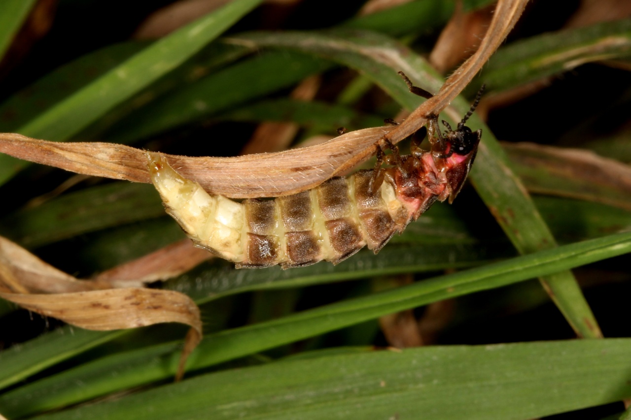 Lampyris noctiluca (Linnaeus, 1758) - Ver luisant, Lampyre (femelle)