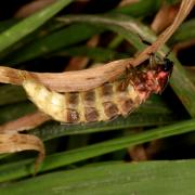 Lampyris noctiluca (Linnaeus, 1758) - Ver luisant, Lampyre (femelle)