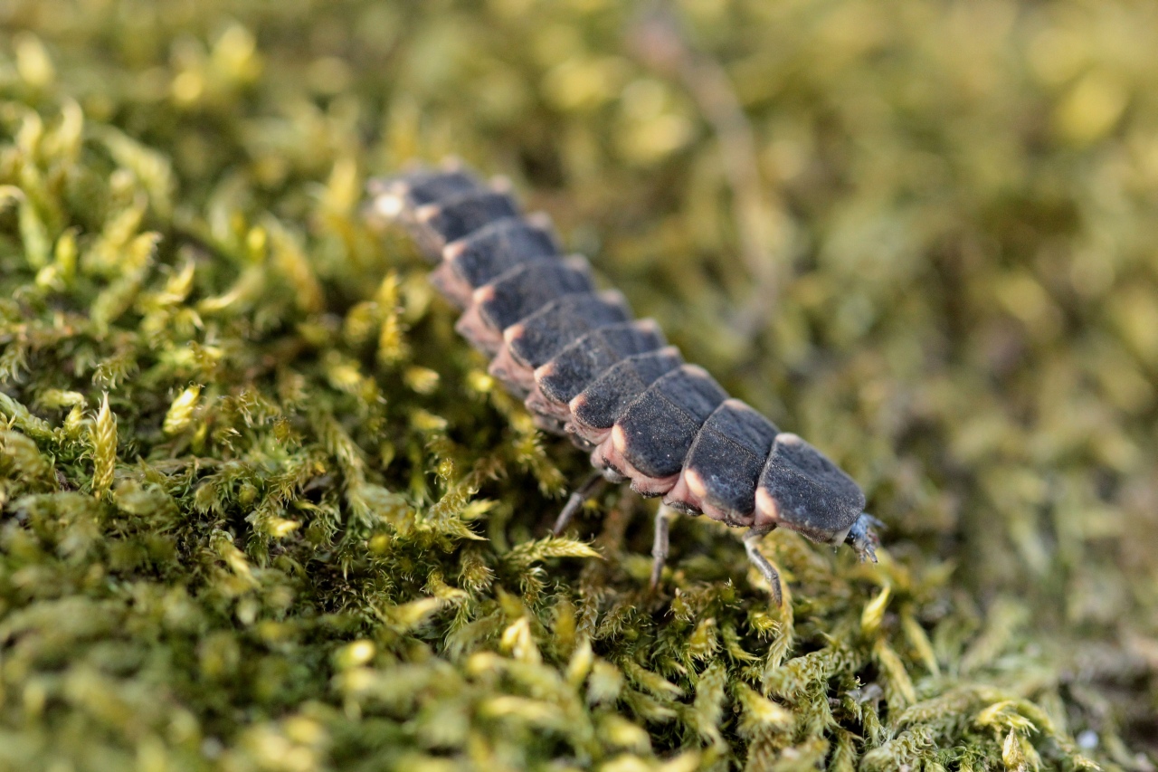 Lampyris noctiluca (Linnaeus, 1758) - Ver luisant, Lampyre (larve)