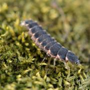 Lampyris noctiluca (Linnaeus, 1758) - Ver luisant, Lampyre (larve)