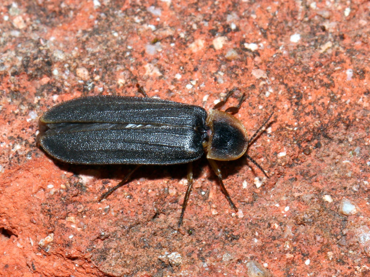 Lampyris noctiluca (Linnaeus, 1758) - Ver luisant, Lampyre (mâle)