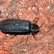 Lampyris noctiluca (Linnaeus, 1758) - Ver luisant, Lampyre (mâle)