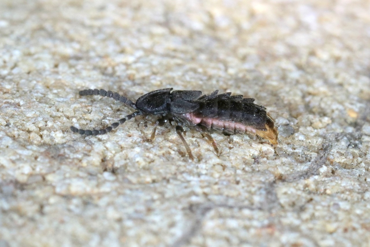 Phosphaenus hemipterus (Goeze, 1777) - Ver à pied, Luciole à ailes courtes (mâle)