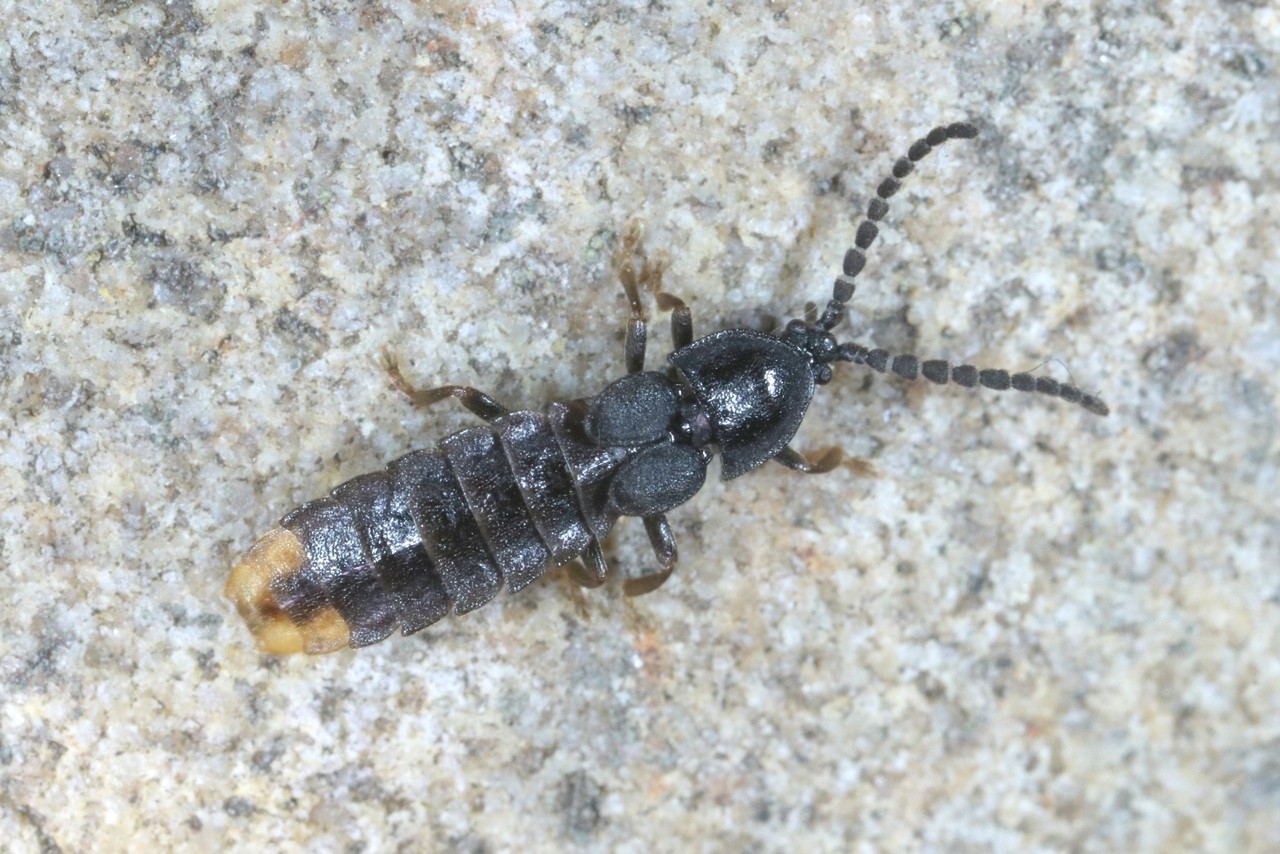 Phosphaenus hemipterus (Goeze, 1777) - Ver à pied, Luciole à ailes courtes (mâle)