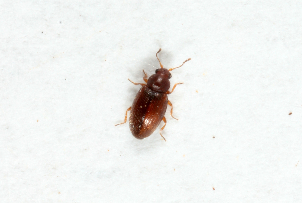 Corticarina sp 