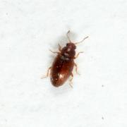 Corticarina sp 