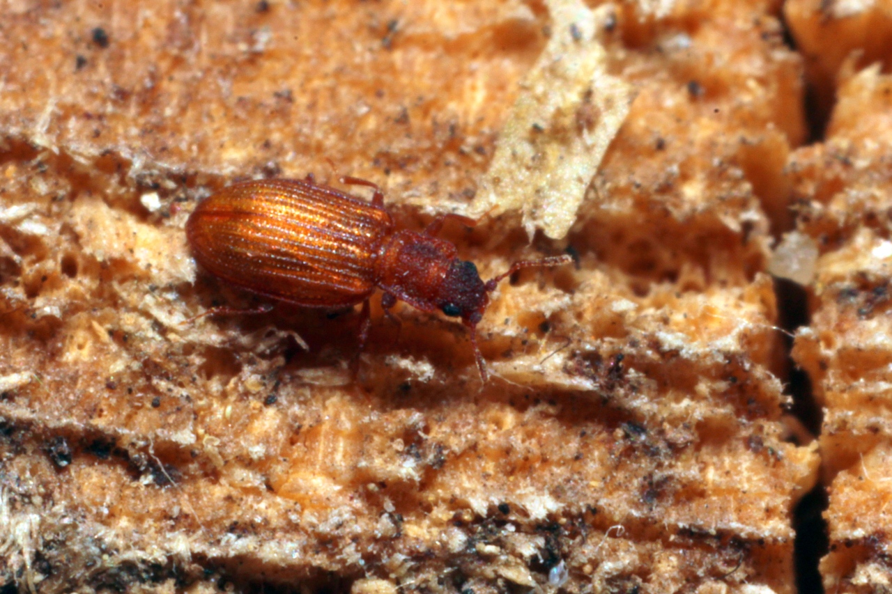 Latridius sp (groupe minutus)