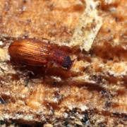 Latridius sp (groupe minutus)